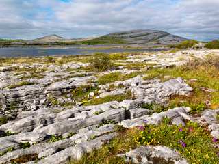 Fiori The Burren Landscape