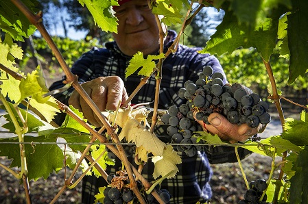 Grappolo di Montepulciano 2