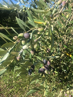 olive mature sul ramo 1