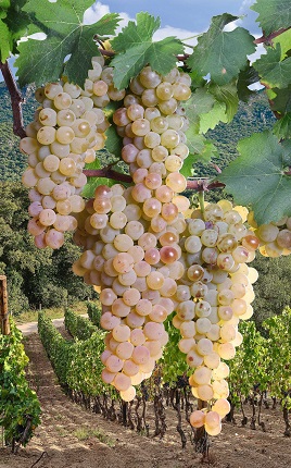 uve Vermentino